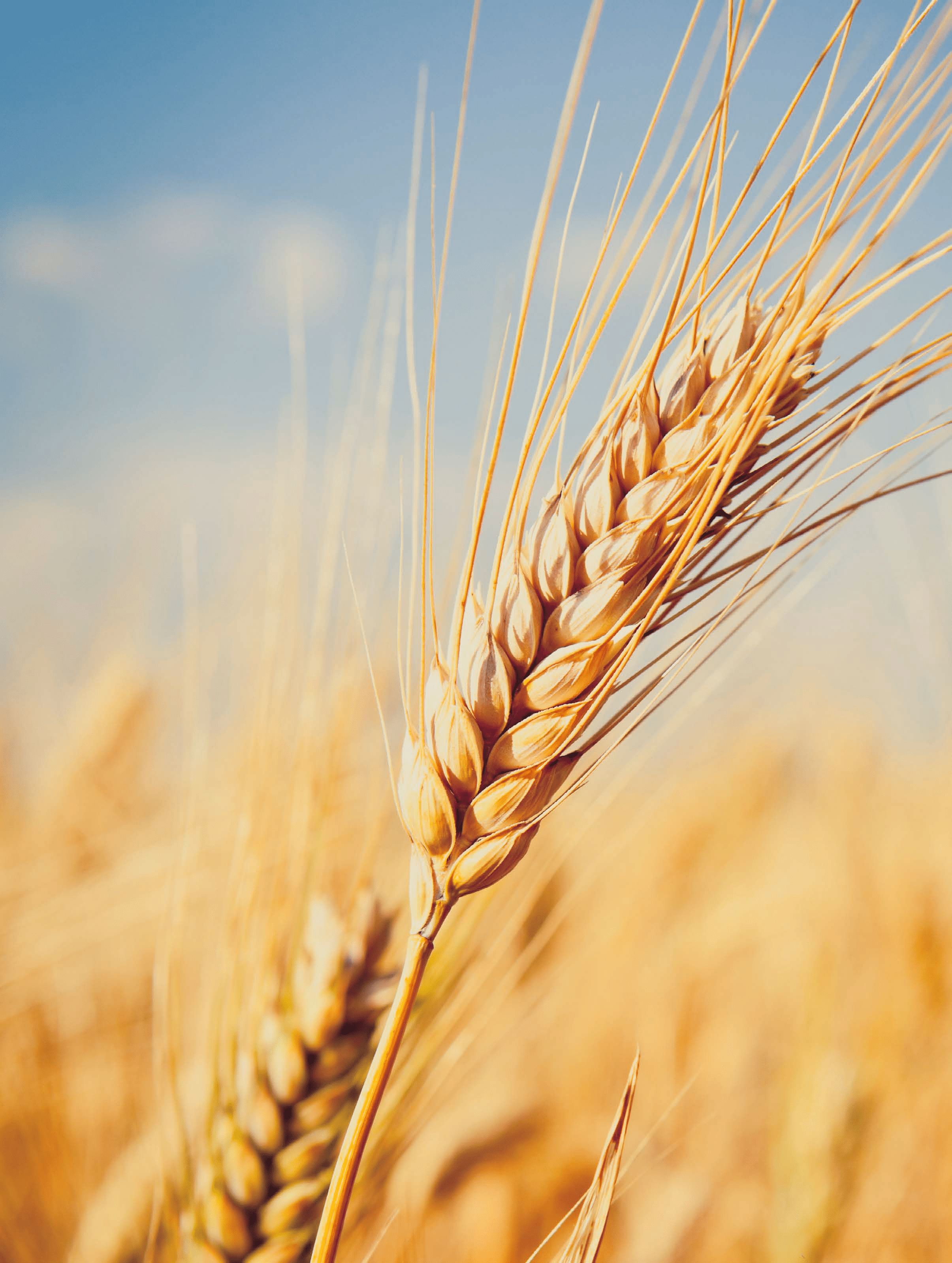 Wheat stalk.